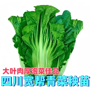 宽叶厚肉青菜秧苗泡菜专用大叶花边玻璃芥菜本地老品种带土蔬菜苗