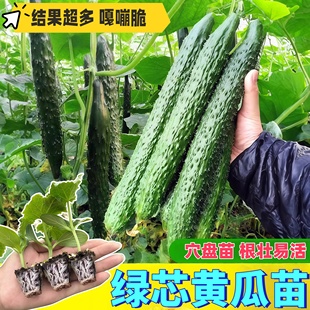 高产水果黄瓜苗秧盆栽四季阳台春蔬菜苗玉女黄瓜荷兰小青瓜老品种