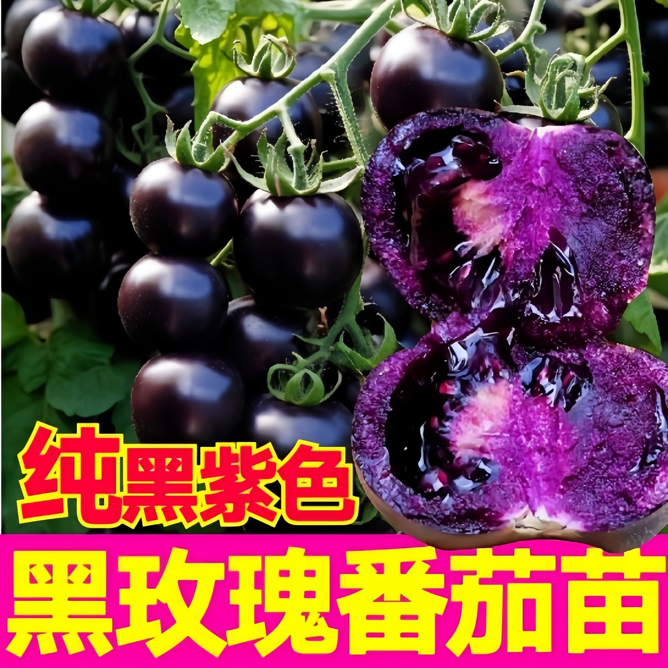超甜纯黑紫色黑玫瑰番茄苗秧多汁新品圣女果种子西红柿四季带土球