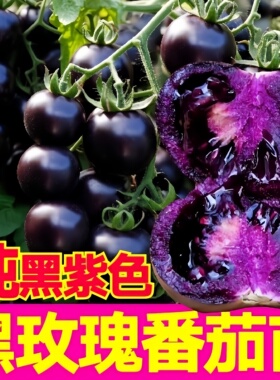 超甜纯黑紫色黑玫瑰番茄苗秧多汁新品圣女果种子西红柿四季带土球