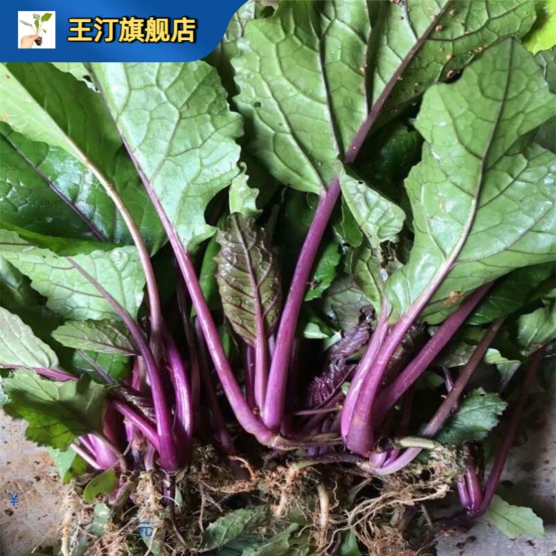 紫菜苔苗秧苗红心菜苗紫菜苔种孑籽子十月红湖北洪山红油菜苔苗子