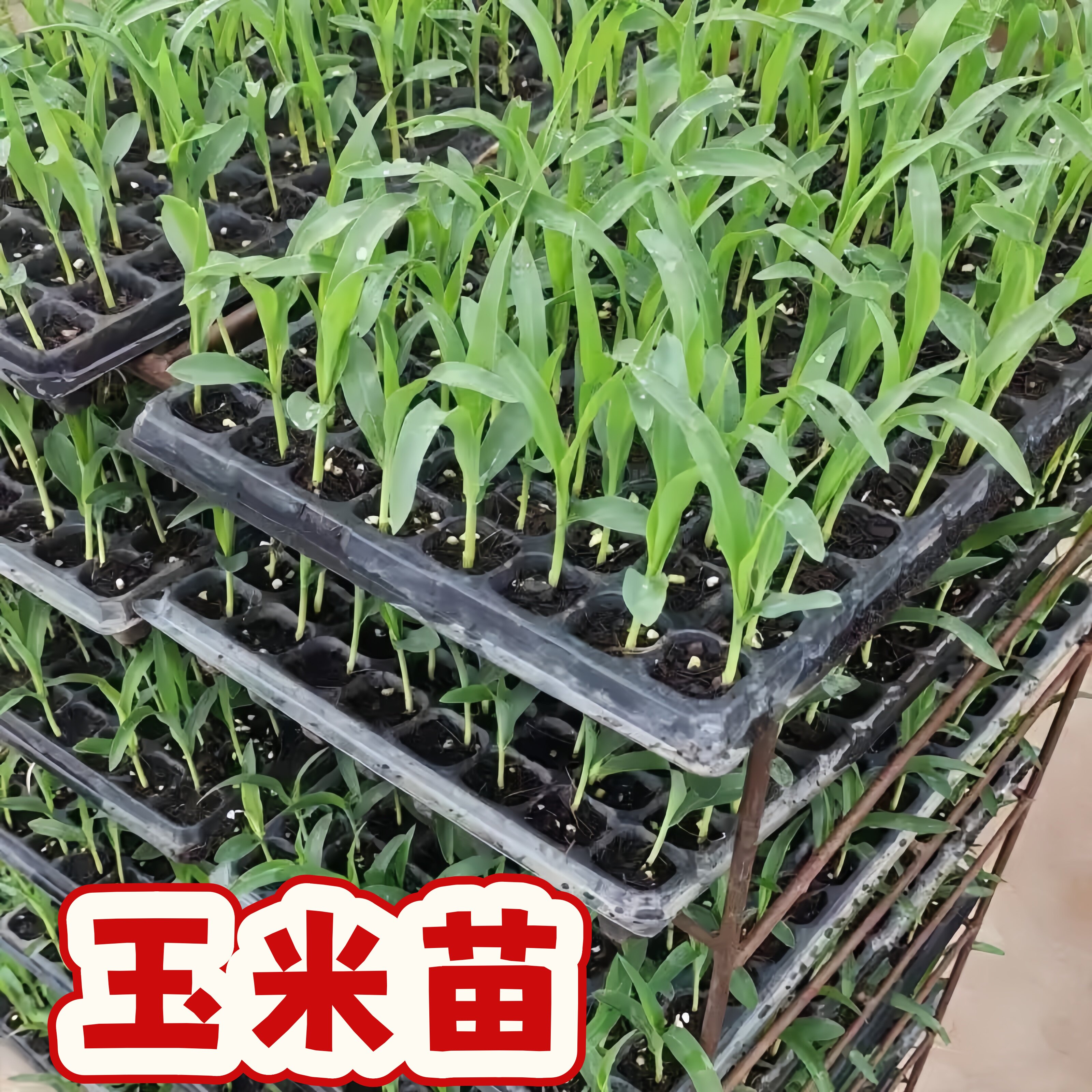 拇指玉米苗糯米玉米苗盆栽秧苗云南西双版纳香糯小玉米种黄金母子