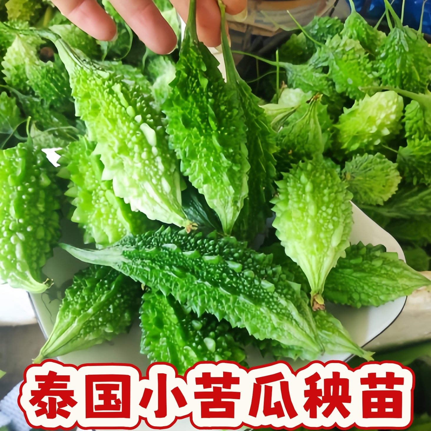 泰国小苦瓜秧苗带土绿色水果蔬菜四季白金癞瓜高产苹果苦瓜种子苗,鲜花速递/花卉仿真/绿植园艺,种苗/半成品盆栽,淘宝优惠券,粉丝福利购,淘宝优惠卷