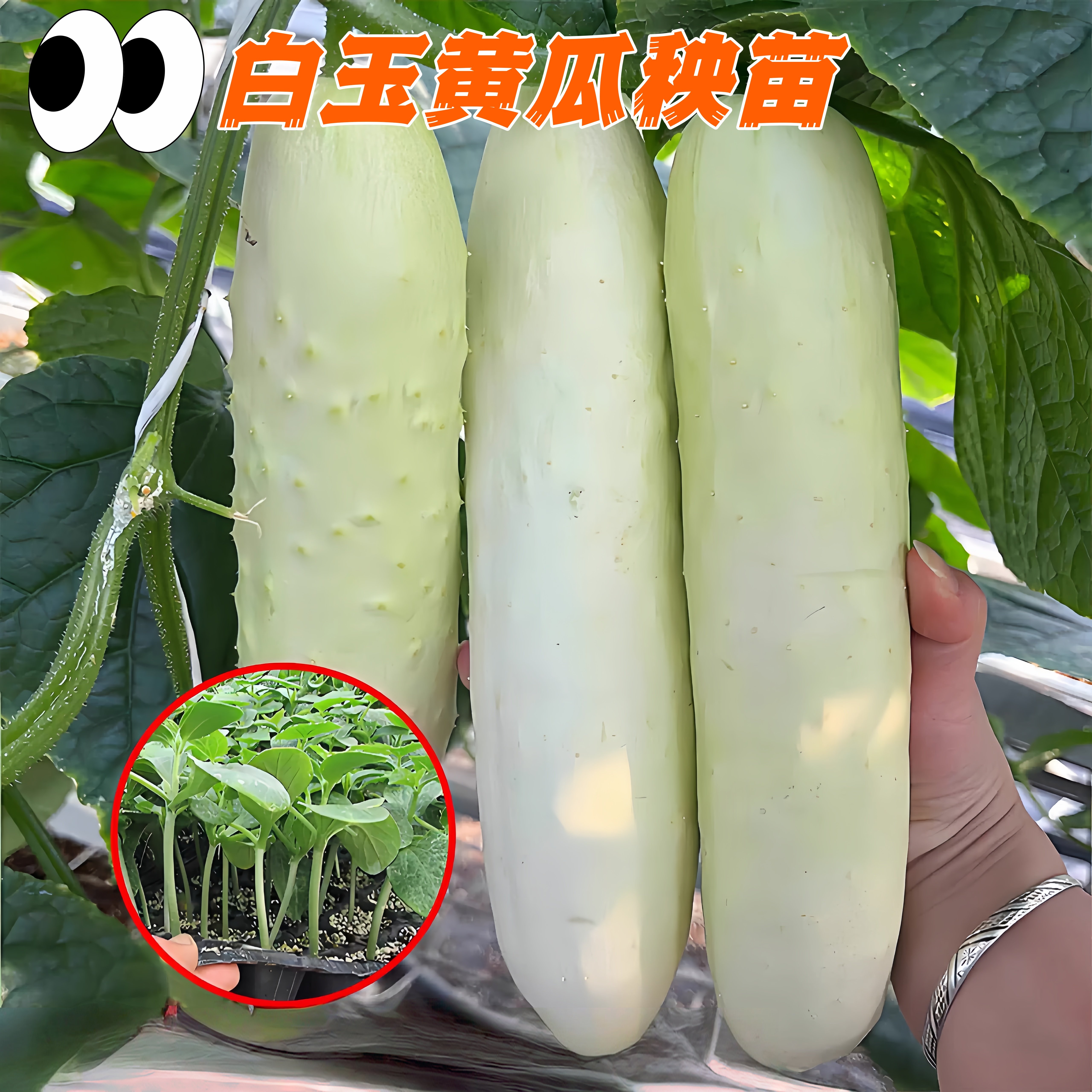 高产白黄瓜秧苗带土盆栽老品种白黄爪苗本地种子山河海阳甘肃老