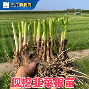 广西韭菜根苗广西广东宽叶韭菜根氿艽玖山东寿光韭菜根儿四川窄叶