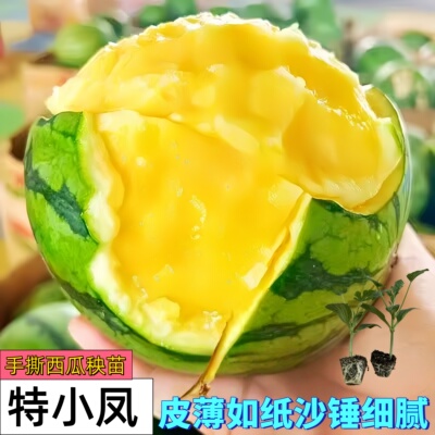 富硒特小凤黄心西瓜穴盘苗