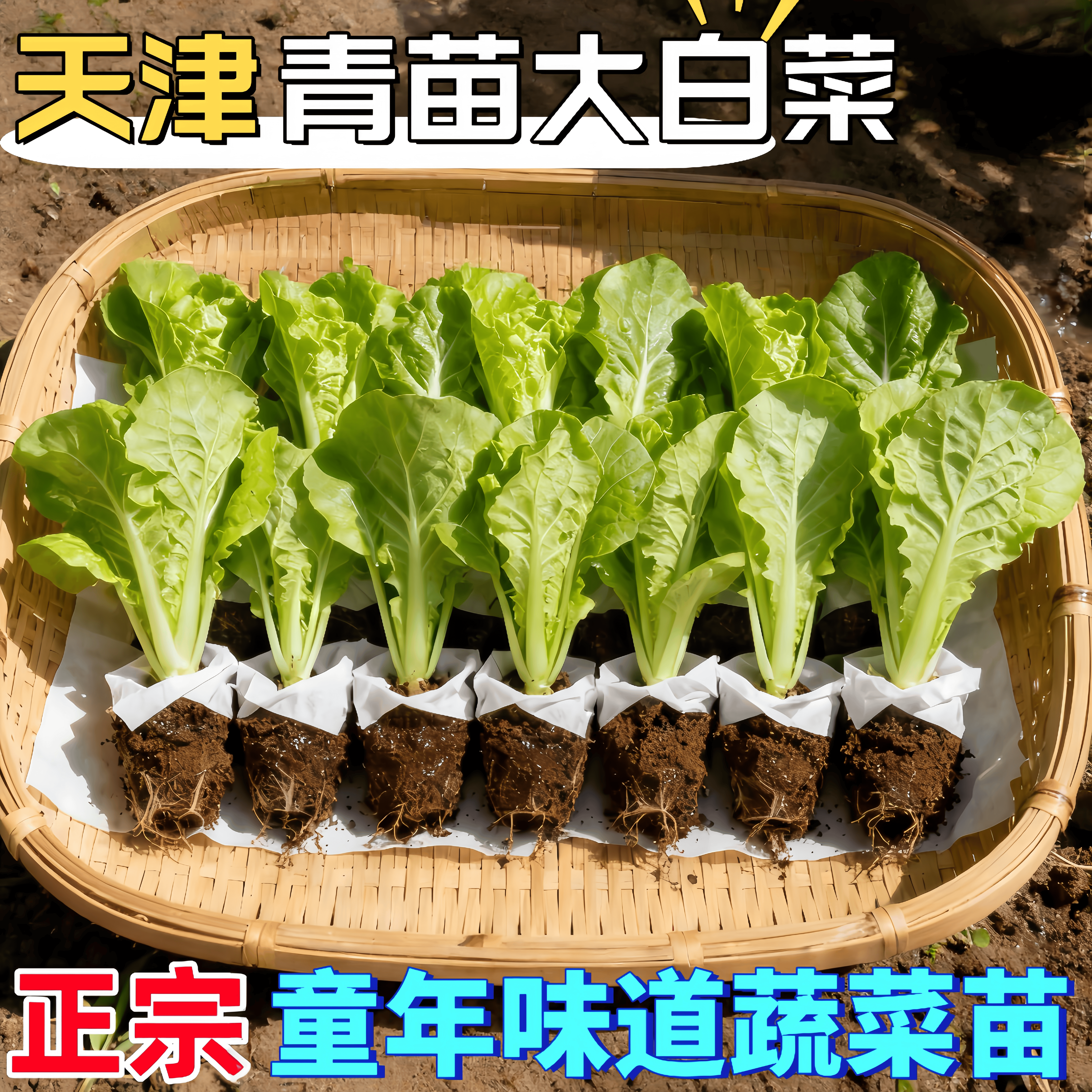 天津青苗脆甜大白菜苗秧苗宽帮娃娃菜高帮奶油黄心耐寒白菜蔬菜苗,鲜花速递/花卉仿真/绿植园艺,种苗/半成品盆栽,淘宝优惠券,粉丝福利购,淘宝优惠卷