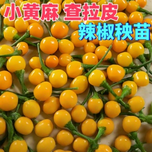 查拉皮塔小黄麻辣椒苗秧各种朝天椒菜苗小米椒小米辣四季蔬菜秧苗