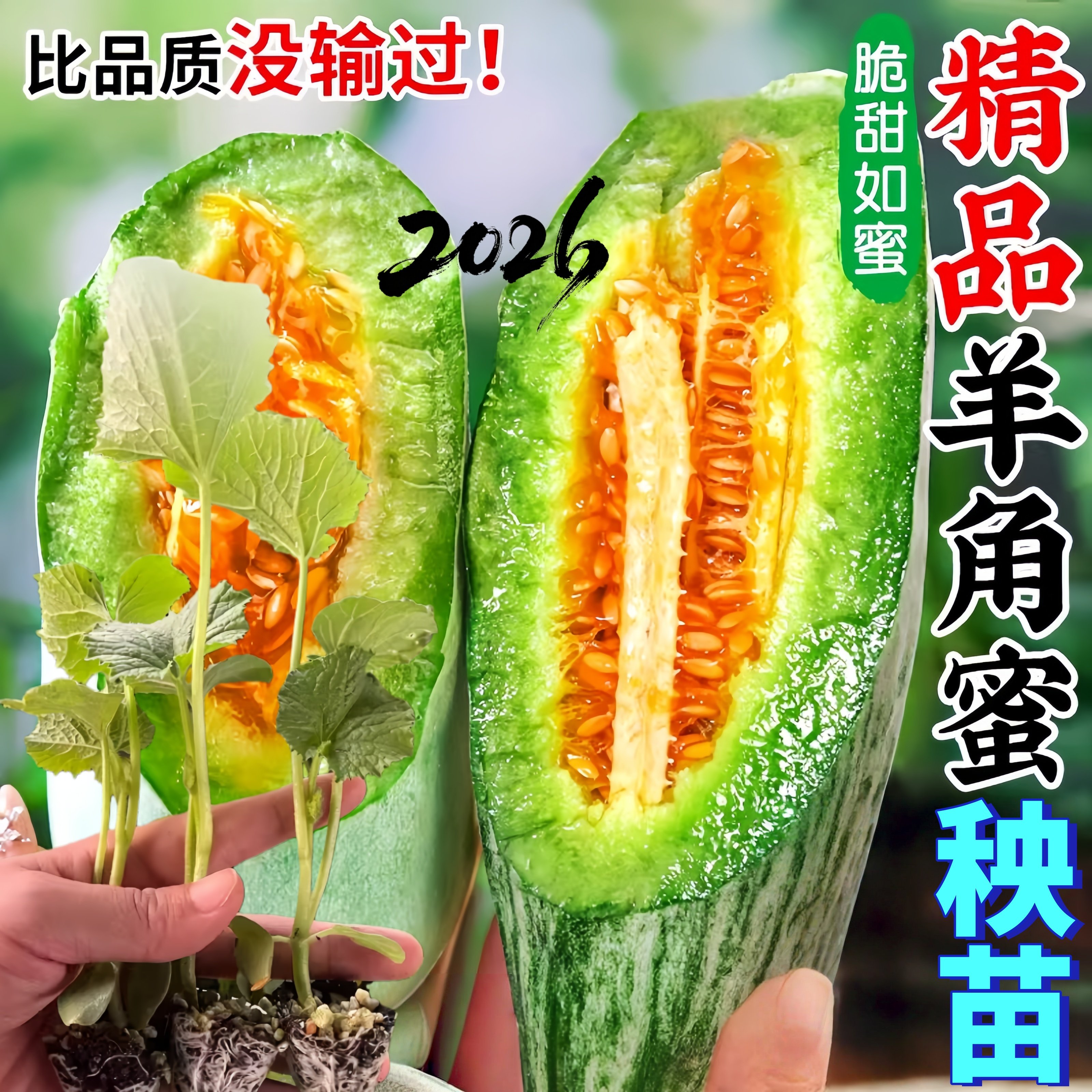羊角蜜甜瓜苗种苗四季种甜如蜜香瓜苗盆栽蔬菜苗高产酥脆花皮瓜苗