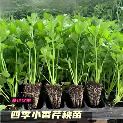 本地芹菜秧苗寿光批发小香