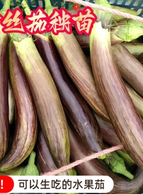 竹丝茄秧苗秧面包花茄水果茄种子高产四季盆栽带土长绿色烧烤茄子