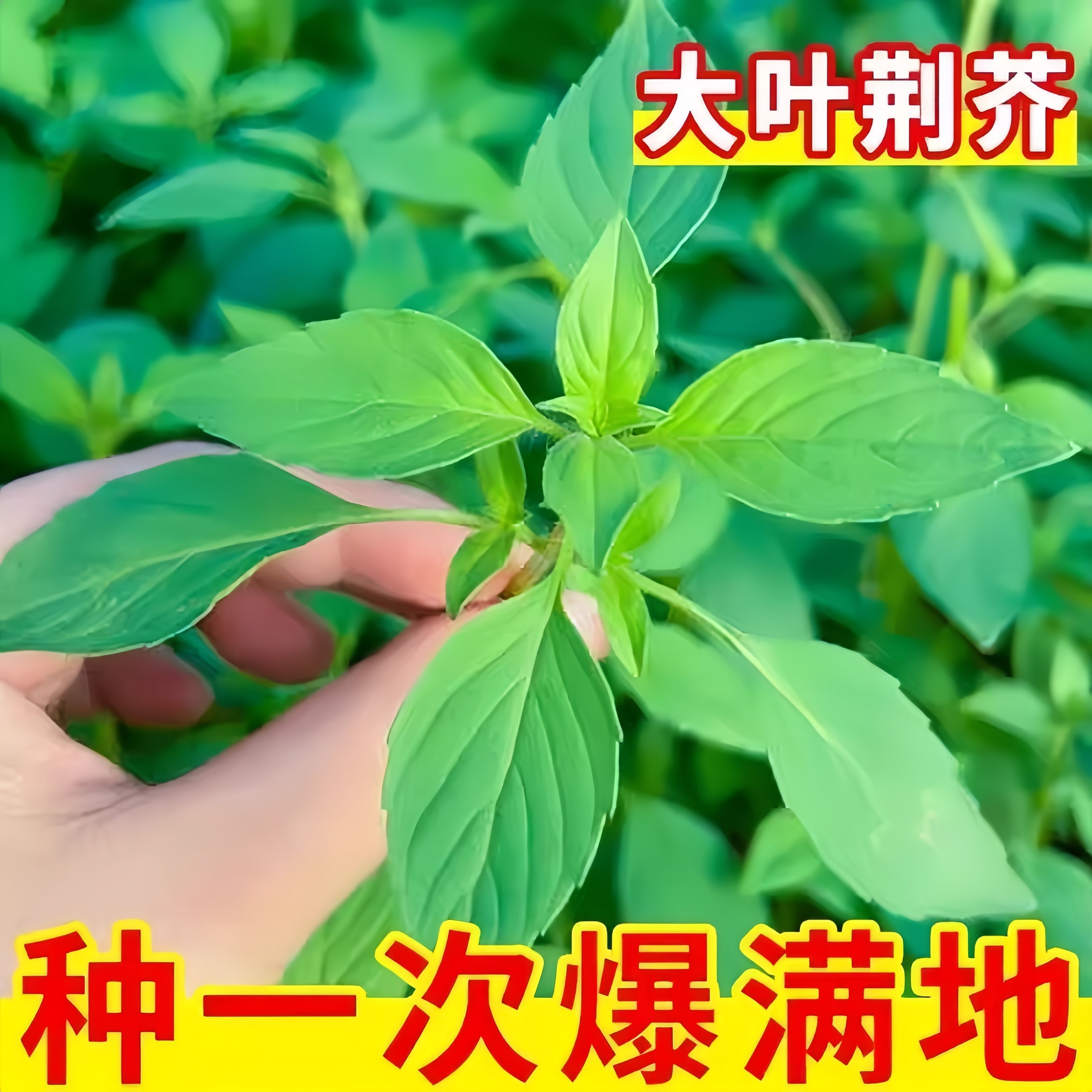 新鲜大叶荆芥苗秧现摘带根苗河南农家自种穴盘秧苗神奇的香草带土