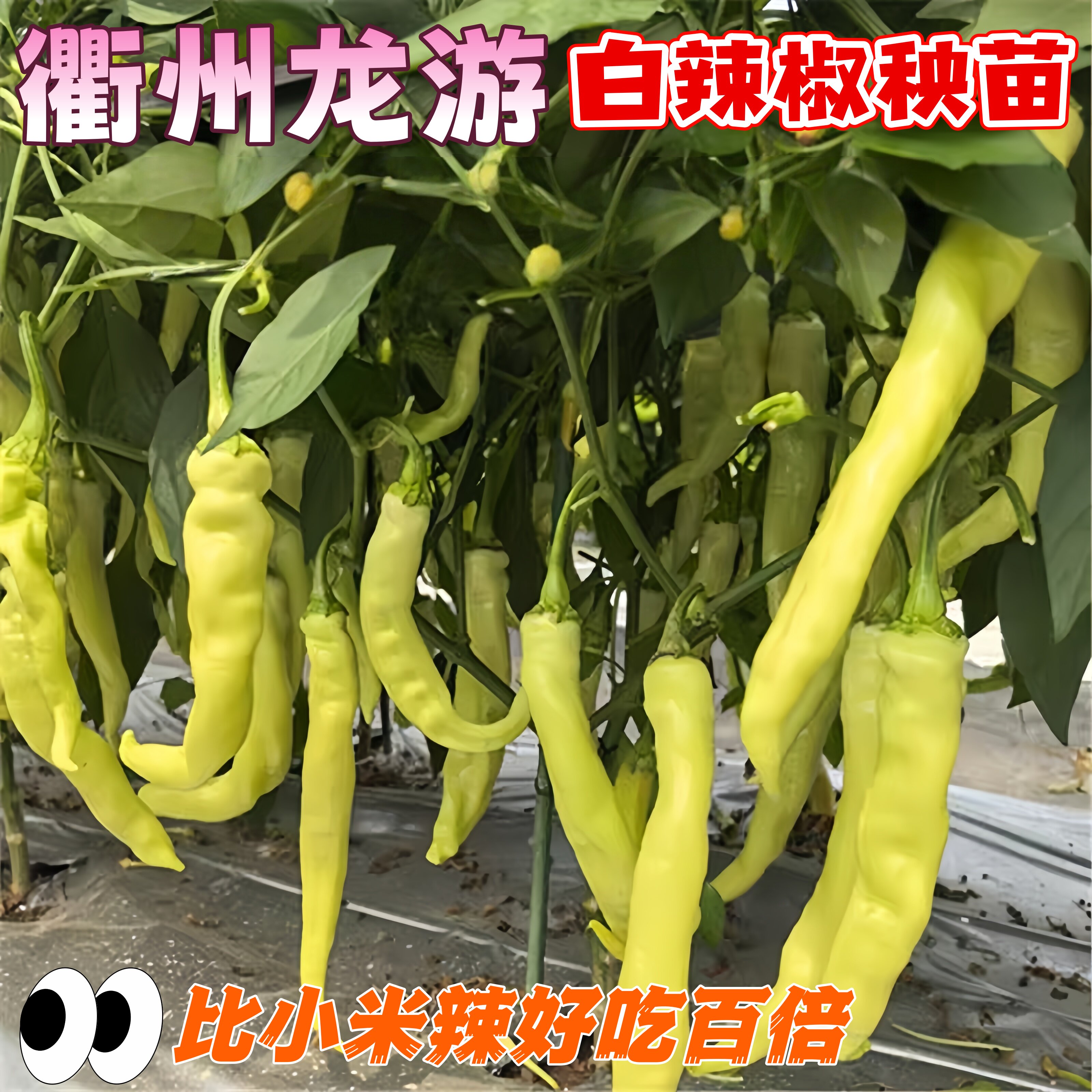 衢州本地白辣椒苗薄皮秧苗小白尖椒农家老品种植小米辣可做辣椒酱