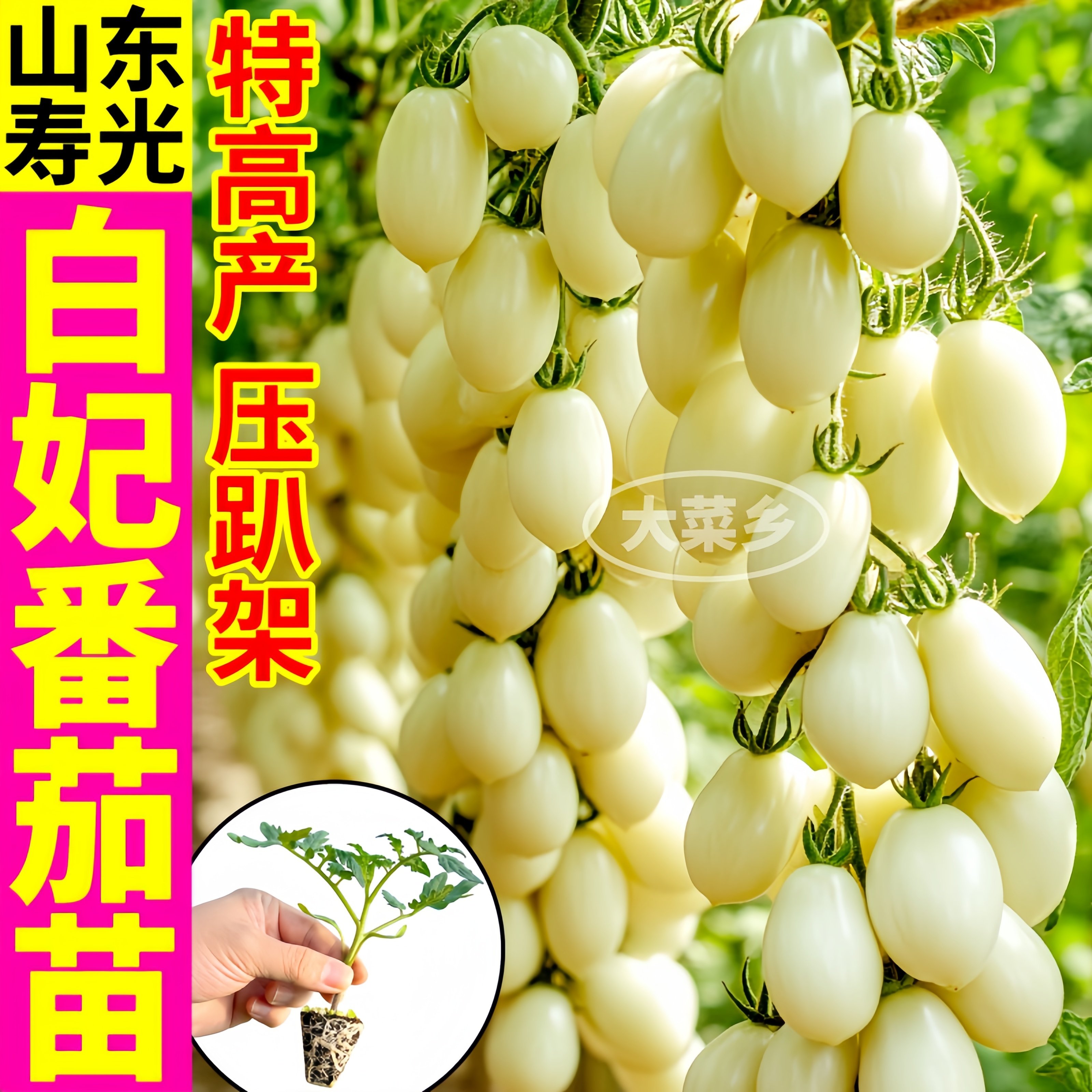 超甜白妃小番茄苗秧苗带土球黄西红柿种籽圣女果四季盆栽阳台庭院