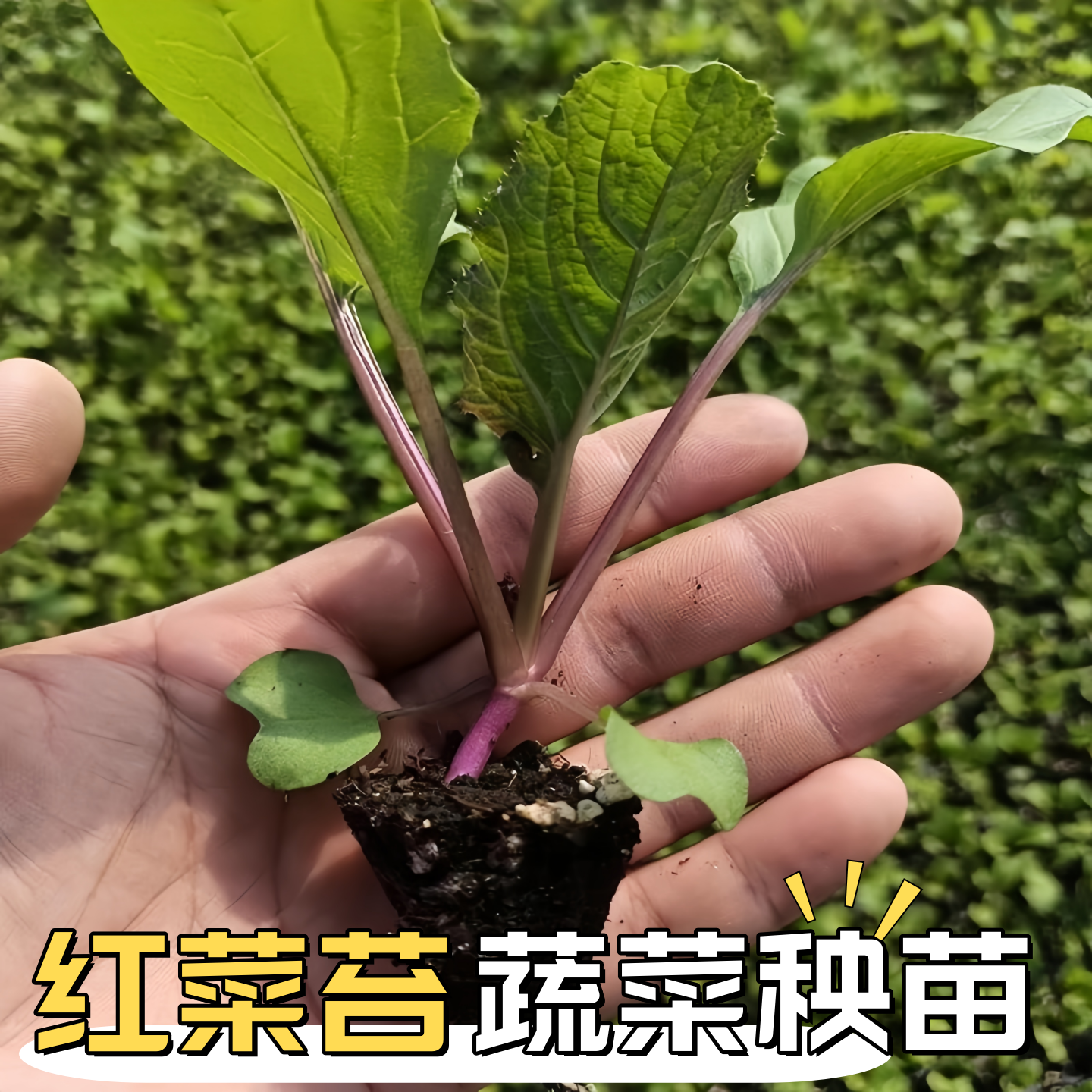 红菜苔秧苗青菜苔苗苤蓝苗菜苗四季种植蔬菜苗莴苣苗生菜苗新鲜苗