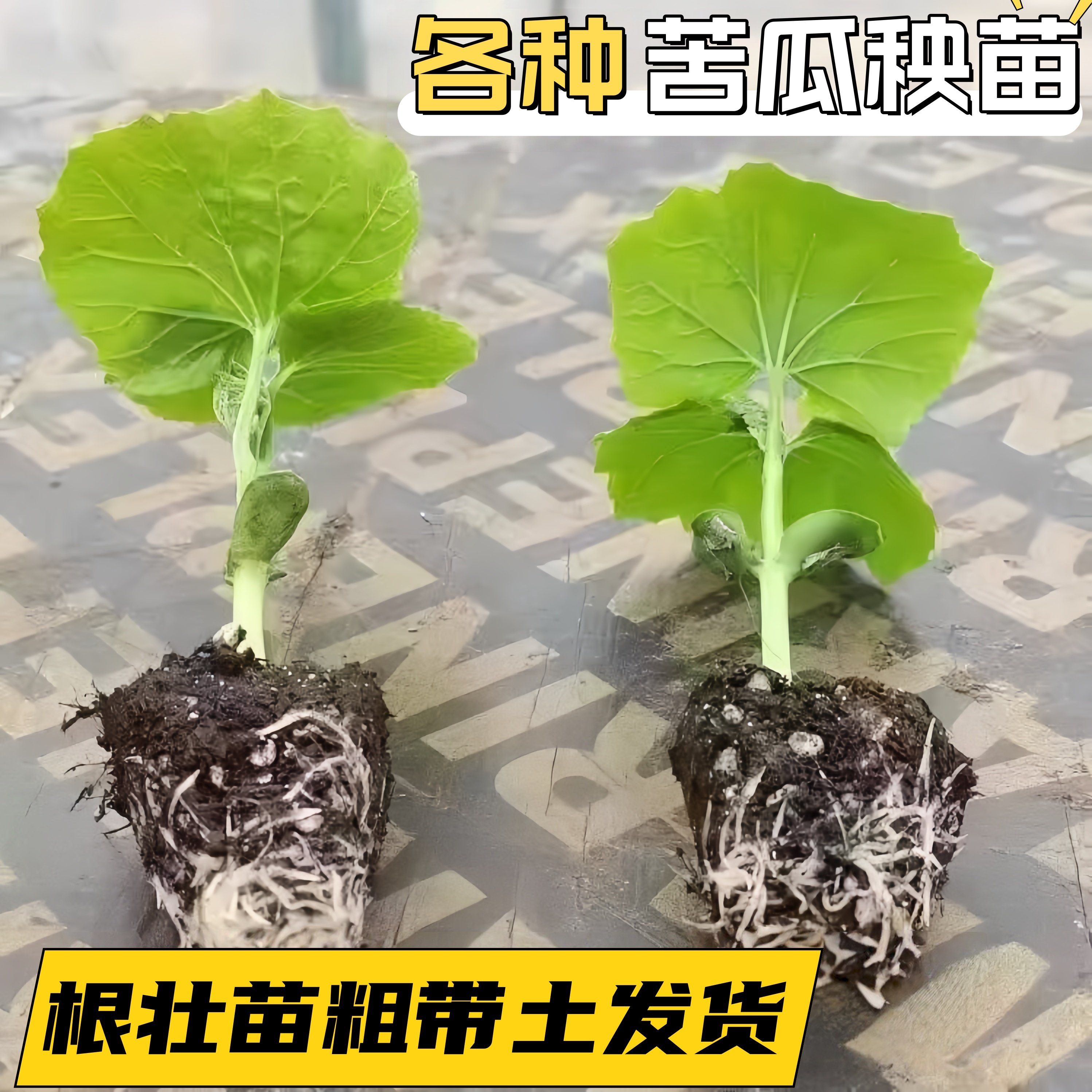 苦瓜苗带土苦瓜秧苗高产阳台盆栽庭院菜地生长快四季蔬菜苦瓜秧苗