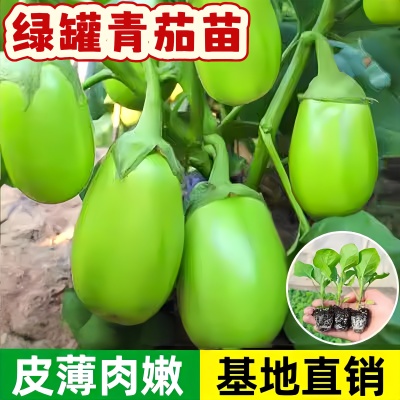 老品种青圆茄子苗秧苗带土牛心茄高产绿罐茄子春季蔬菜苗阳台种菜