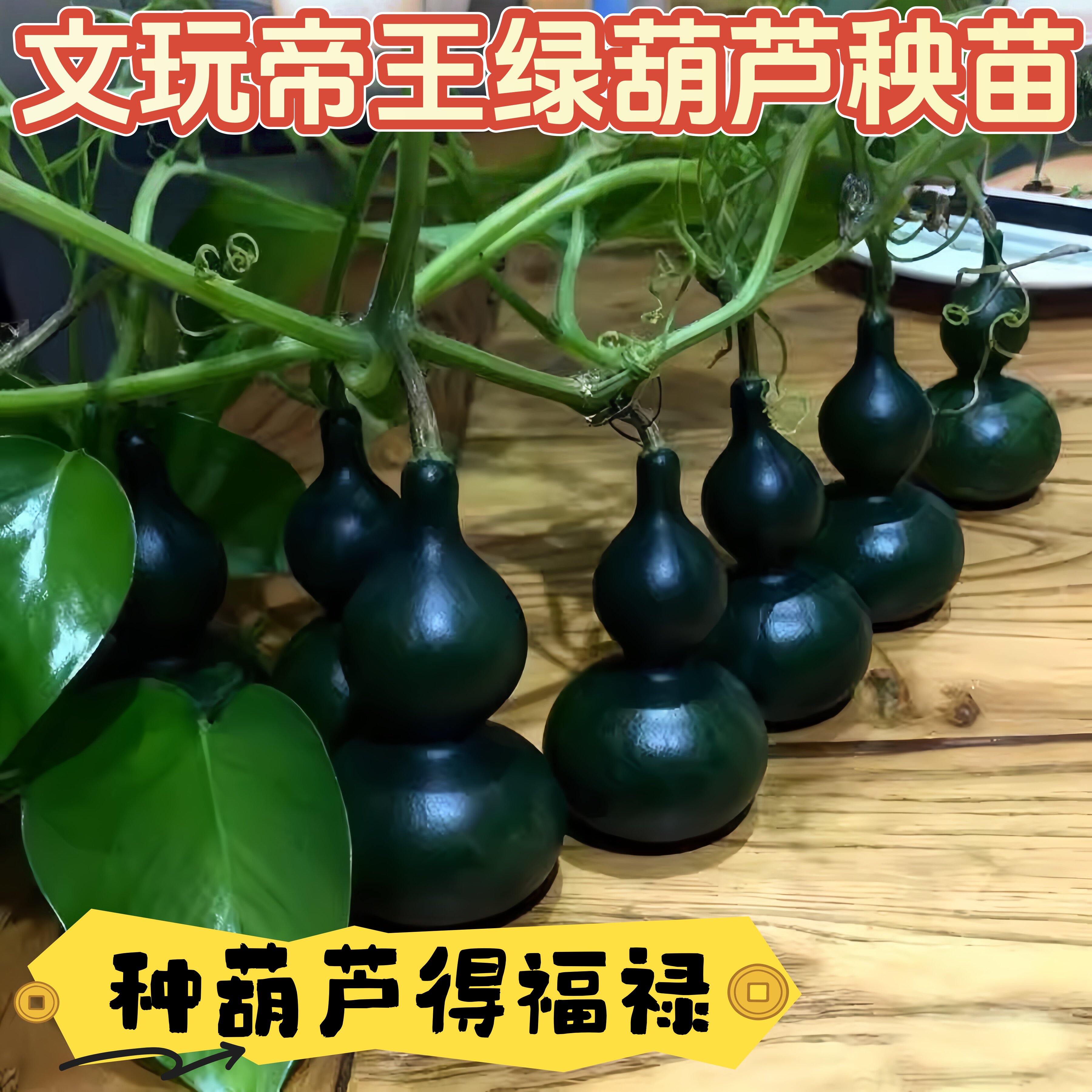 新品种墨绿葫芦苗翠绿葫芦翡翠手捻葫芦帝王绿葫芦苗秧苗带土发货