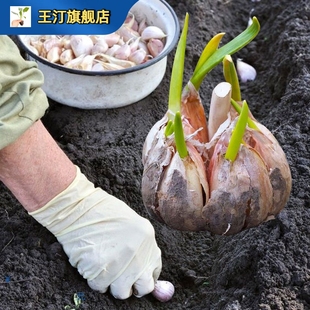 大蒜种子种籽蒜苔头蒜种抽蒜苗红皮紫皮苗种蒜头农家土蒜种老品种