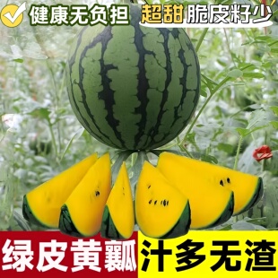 黄壤小西瓜秧苗种黄皮懒汉大全甜王无籽孑南方嫁接麒麟8424苗秧2k