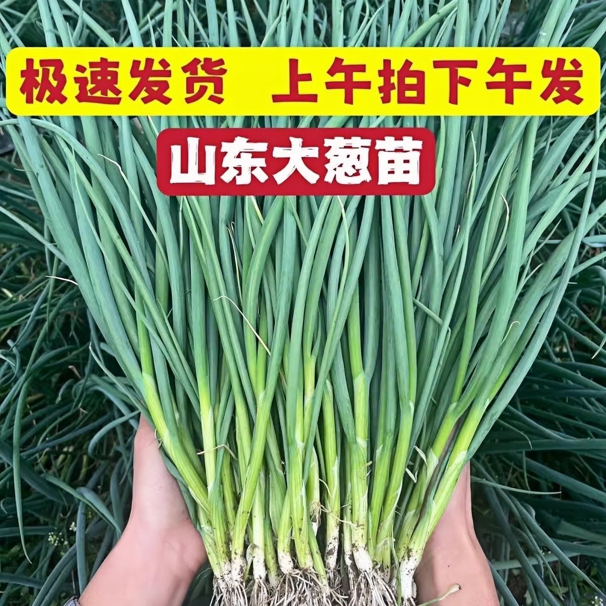 铁杆大葱苗子秧苗栽子新鲜四季葱苗高产山东大葱苗山东章丘四季种