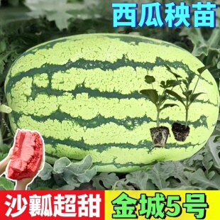 超甜沙瓤西瓜硒砂瓜秧苗超甜金城5号巨型特大红黄壤无籽西瓜籽种