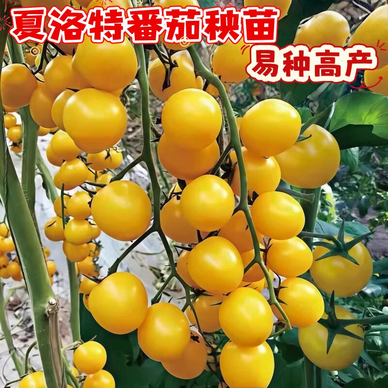 纯甜果夏洛特番茄苗秧黑珍珠金玲珑黄圣女果樱桃西红柿苗四季蔬果
