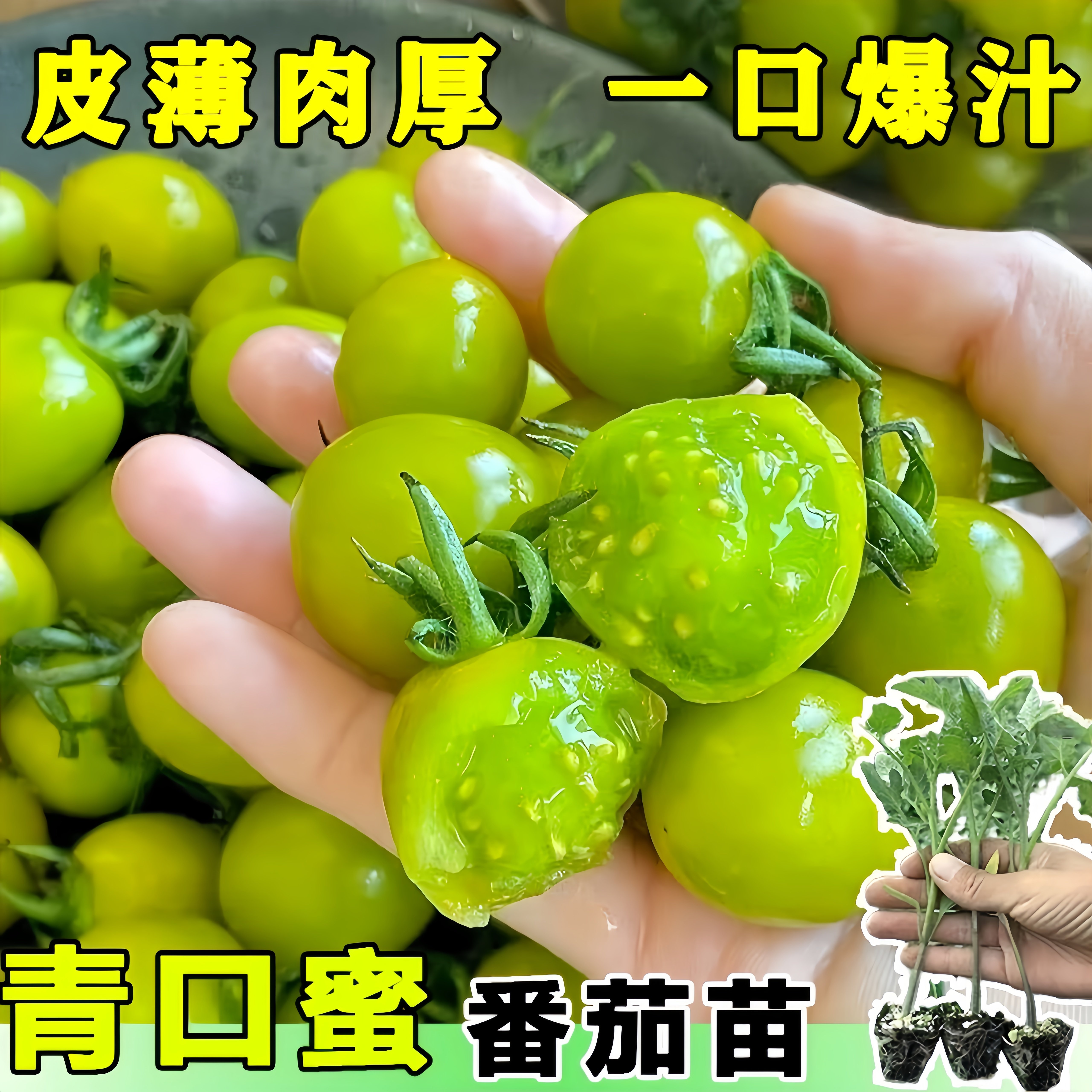 脆甜青口蜜番茄苗秧苗种子贼不偷樱桃小西红柿种籽四季阳台盆栽苗