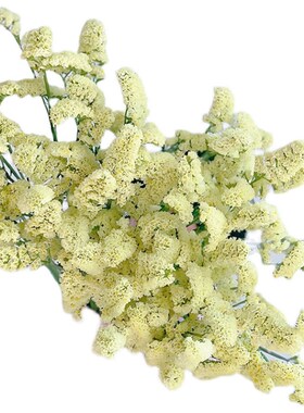 奶油黄色AA级勿忘我鲜花云南直发插花水养可做干花花期长送长辈顺