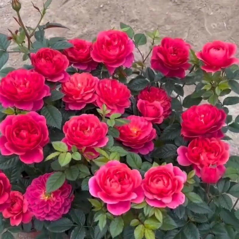 绝色果汁阳台月季花苗开花玫瑰小苗四季盆栽花卉爬藤植物树苗绿植,鲜花速递/花卉仿真/绿植园艺,月季/蔷薇/玫瑰,淘宝优惠券,粉丝福利购,淘宝优惠卷