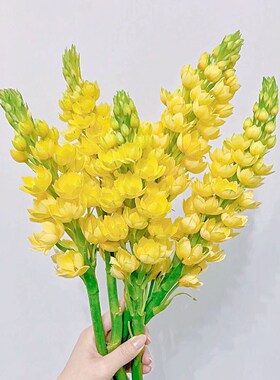 春天专属黄色圣心百合鲜花花期超长待机家居办公插花云南直发