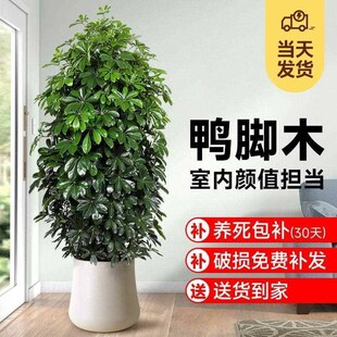 鸭脚木客厅大盆栽八方来财植物丛生大型绿植室内花卉树苗四季好养