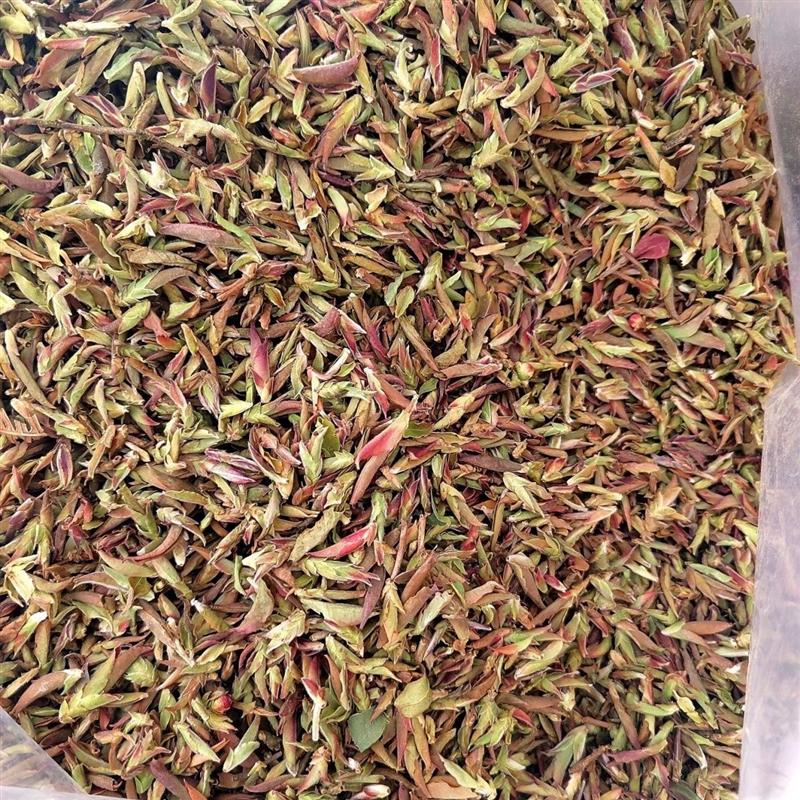 正宗2025年新茶紫芽苞云南野茶嫩芽苞野花香蜜香紫芽苞茶春茶特级