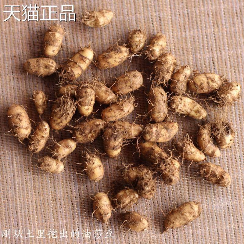 云南农家自种新鲜油莎豆长品种油豆混合油沙豆油渣子500克包邮