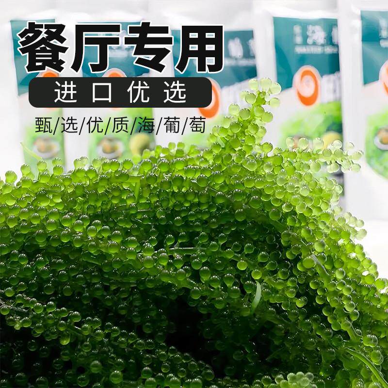 新货儿童海葡萄即食新鲜饭
