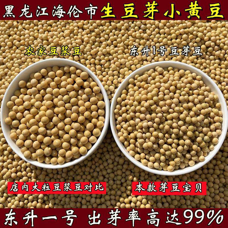 新货东北东升1号小粒黄豆