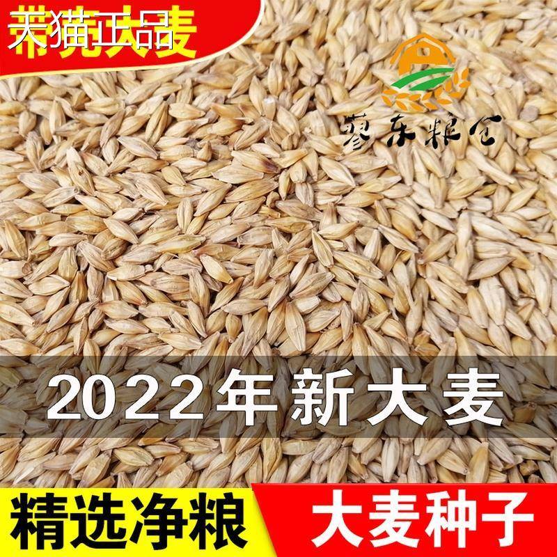 新大麦粒5斤带壳皮做麦芽糖麦茶原料发芽苗榨汁可酿酒