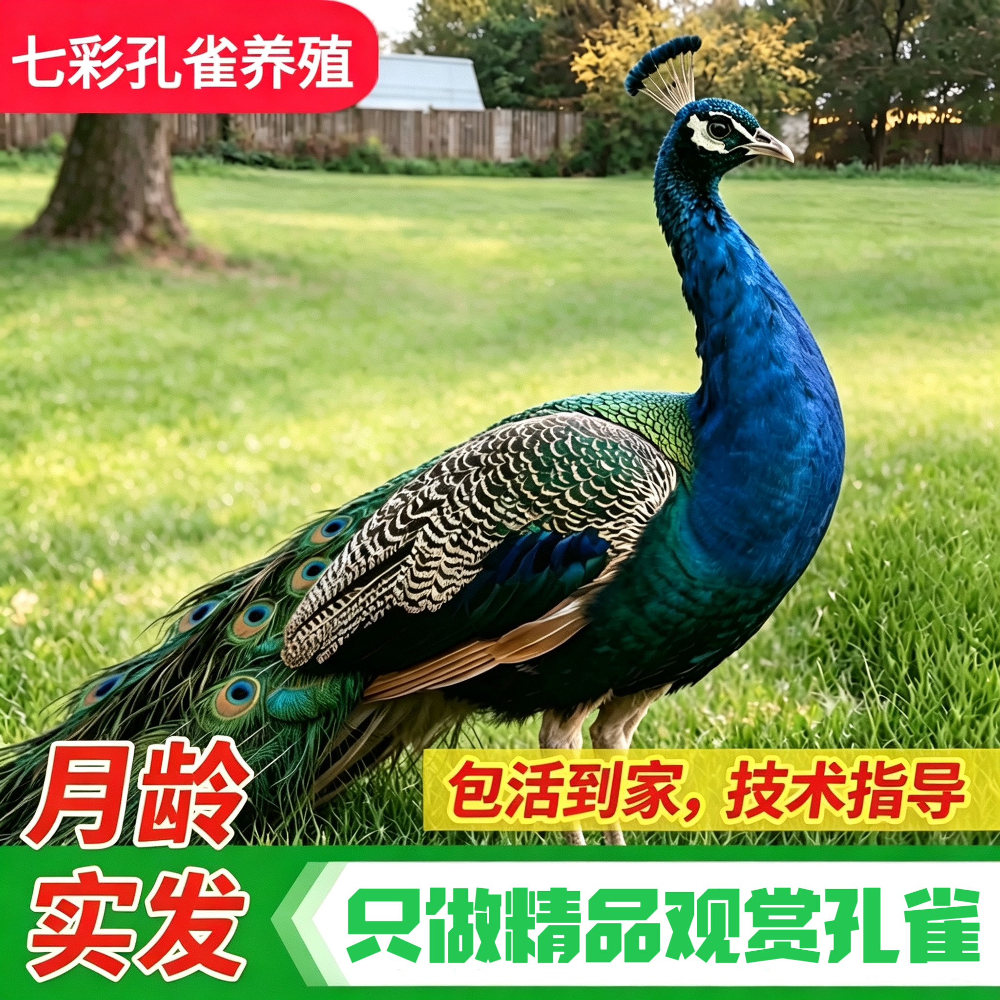 正宗观赏宠物蓝孔雀包邮包活到家