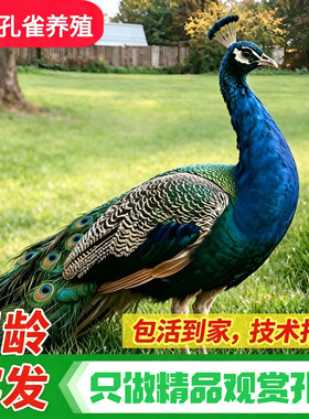 正宗观赏宠物蓝孔雀包邮包活到家