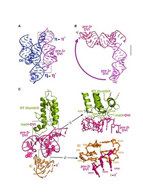 分子对接，结构预测，蛋白改造，动力学模拟，计算机辅助设计CADD