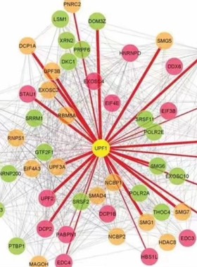 进化树根系 root 外群 选择 rooting 系统发育 基础