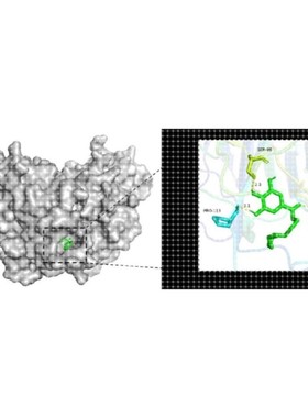 分子对接 分子动力学模拟 Autodock分子对接 PyMOL可视化