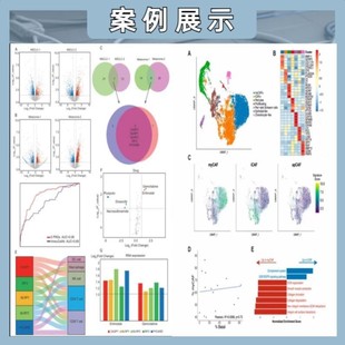 细胞 GEO 机器学习 TCGA 动物实验 多组学 蛋白实验 动物 转录组