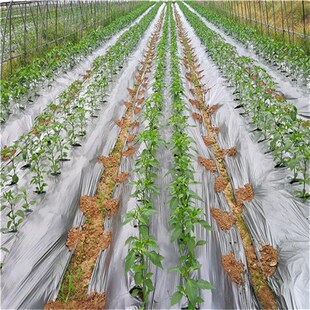 农用地膜加厚银黑双色反光膜果树玉米瓜果辣椒除草除去蚜虫银光膜