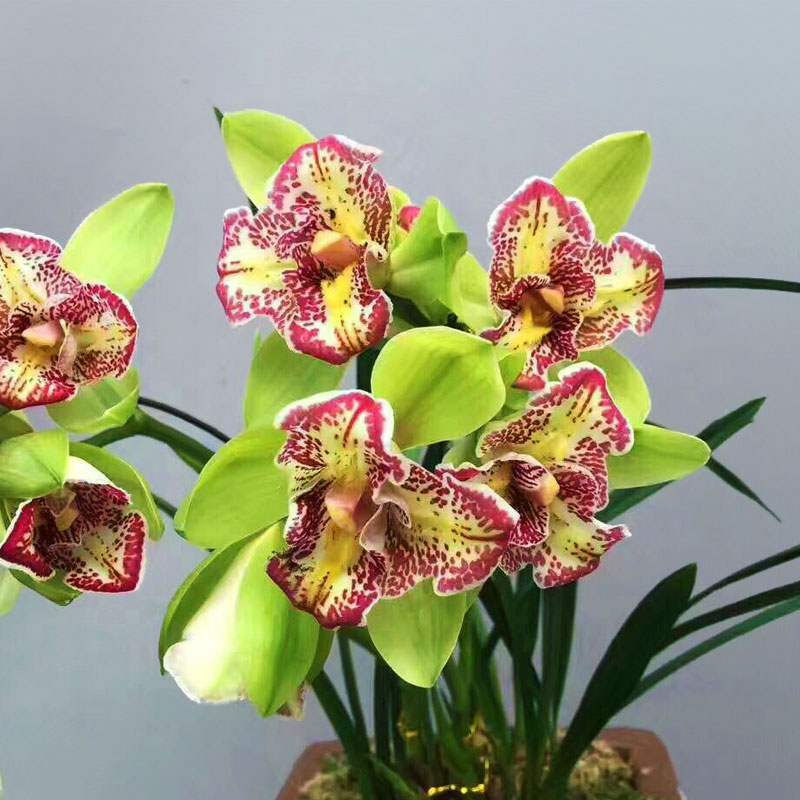 兰花盆栽宽叶矮种兰草花四季大众国兰花蝴蝶兰花苗带花苞兰花奇花