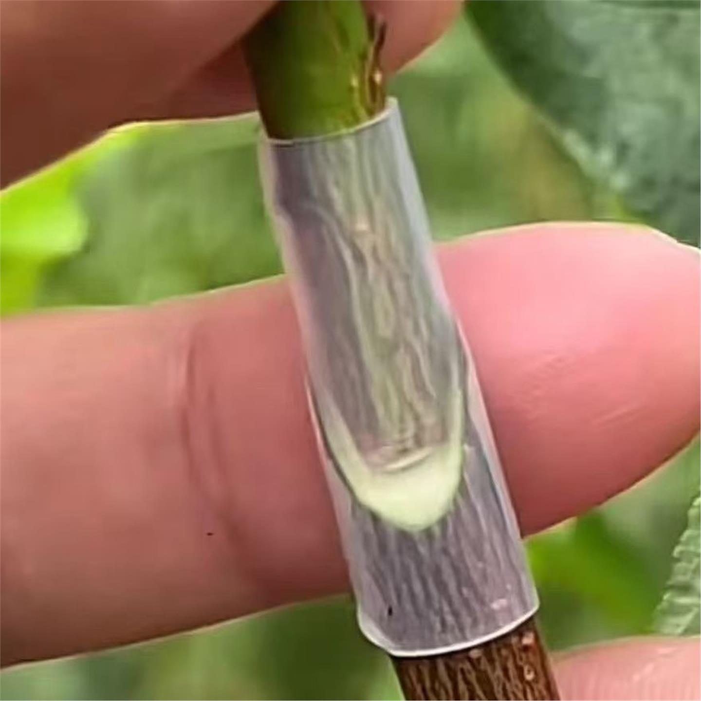 嫁接套管果树花卉百香果月季三角梅嫁接专用套管嫁接神器