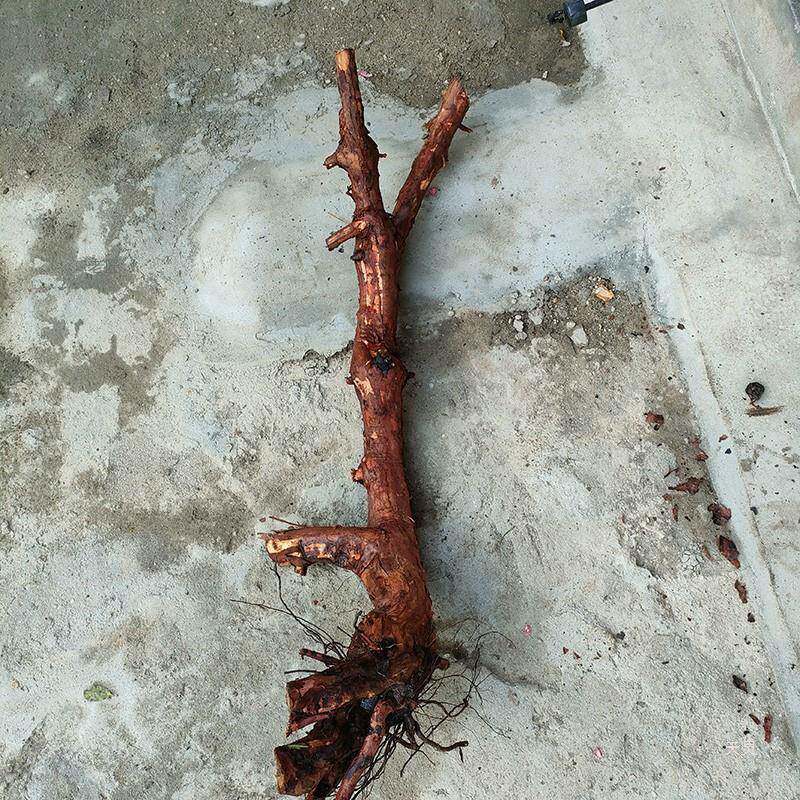 山木香盆景素材桩嫁接月季花砧木蔷薇杆