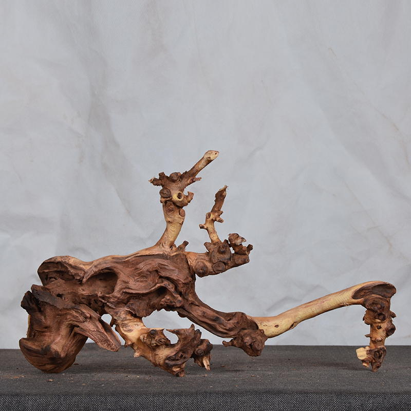 小号沉木珊瑚精品天然鱼缸造景免煮枯木树根杜鹃根紫柚水陆雨林缸