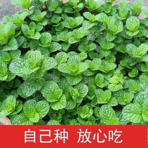 薄荷种子可食用柠檬薄荷驱蚊虫四季室内外庭院阳台盆栽薄荷种子