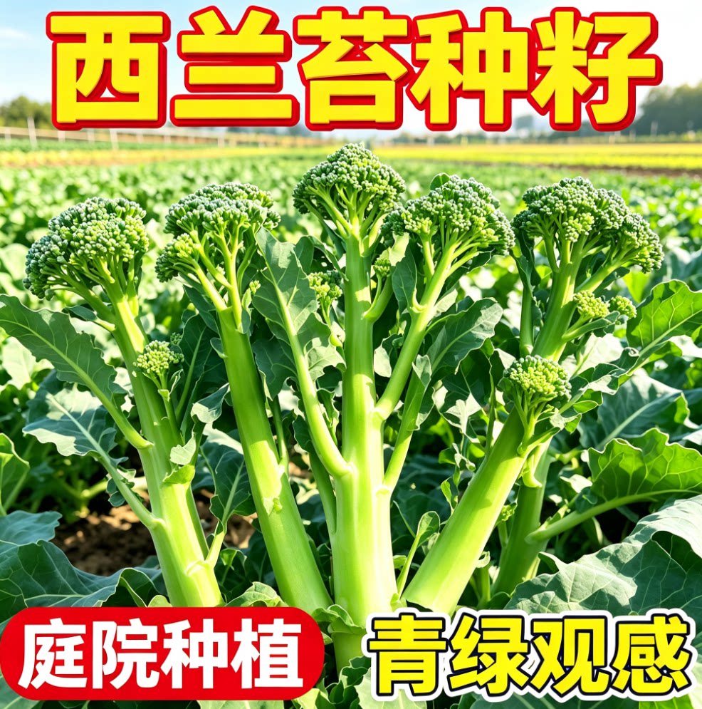 【今年新种】美味西兰苔种子营养西兰花菜种子抽苔花菜苔图片